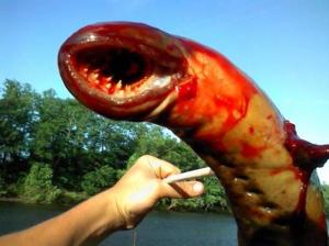 Cutler monster eel