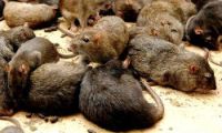 rats_iran