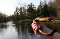 Sea-Lamprey