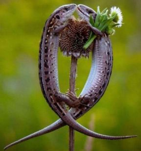 - Mana mīļā, vai drīkst tevi sveikt Sieviešu dienā?- Ak, Džordž, cik tu esi mīļš! Tas ir tik romantiski...