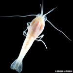 blind_shrimp_leighmarsh