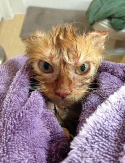 Nu gan es esmu dusmīgs! Vai tad nezinājāt, ka kaķiem nepatīk ūdens? Zinājāt, zinājāt, bet vai tad kādam interesē manas domas?