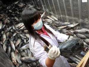 An official from Thailand's Food and Drug Administration takes a sample from a shipment of frozen fish imported from Japan to test for possible radiation contamination at Ladkrabang customs