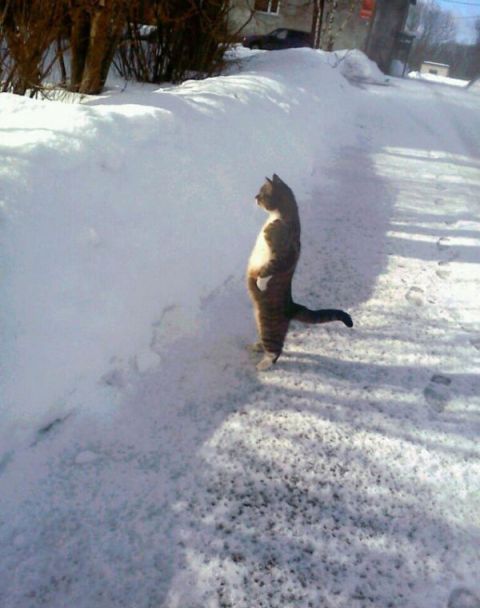 Klimata izmaiņas patiešām kļuvušas neciešamas! Tur, tajos krūmos, kur tagad metru bieza kupena, es katru rītu eju pačurāt. Un ko jūs iesakāt man darīt TAGAD ?
