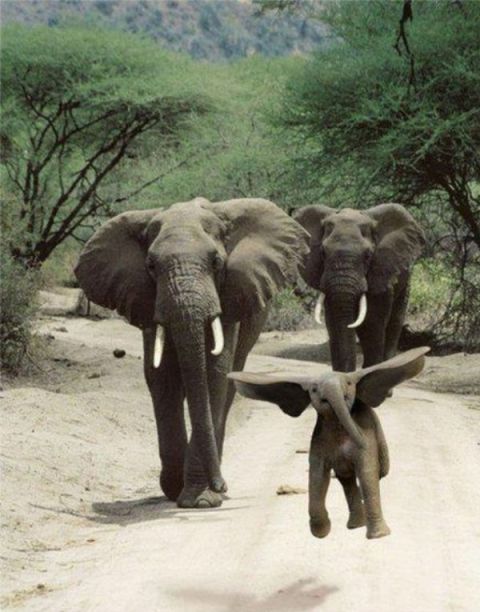 Vēsturisks brīdis. Šis ir mazā Dambo pirmais lidojums.