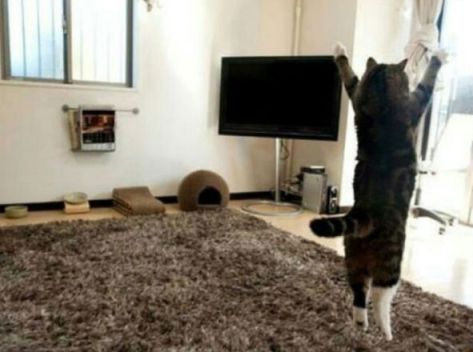 Nu labi, čurāšanas jautājums ir atrisināts, tagad laiks rīta vingrošanai