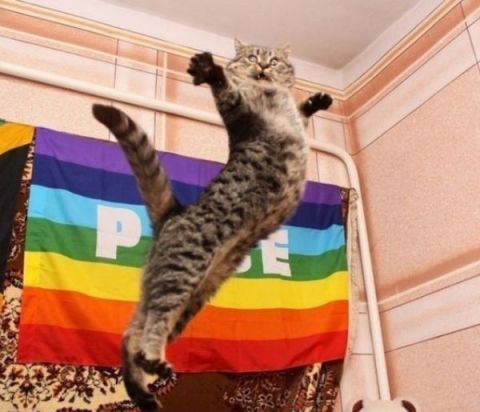 Es neesmu kaut kāds "hi-hī-kaķis", es esmu Kung-Fu kaķis! Neiesaku mani aiztikt!