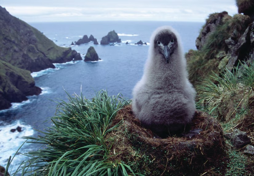 Macquarie Island webcam